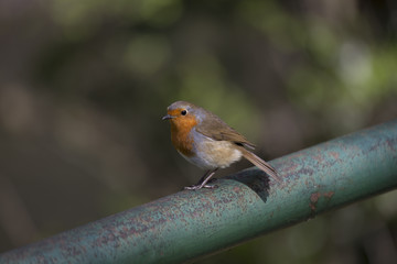 Robin Red Breast (Erithacus rubecula)
