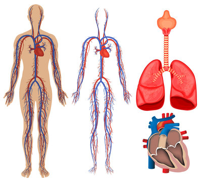Circulatory system in human body