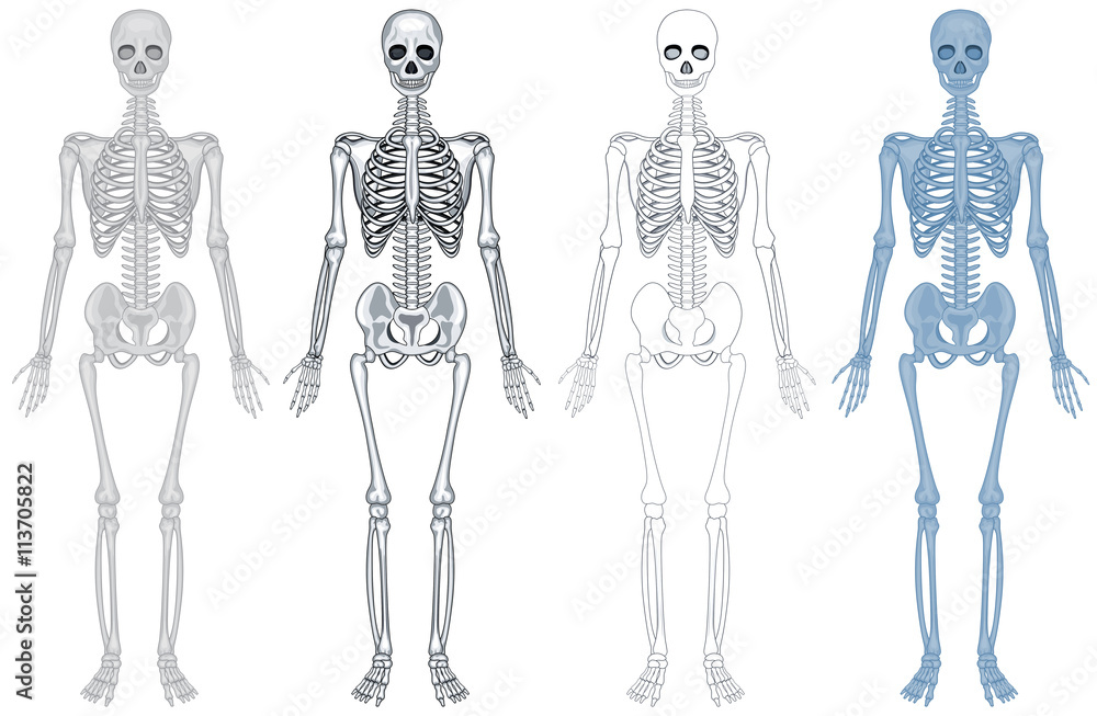 Canvas Prints different diagram of human skeleton