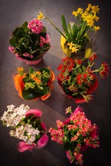 Close-up of plant pot