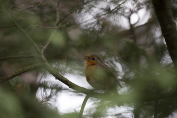 Robin Red Breast (Erithacus rubecula)
