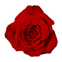 Obraz premium isolated red rose flower photographed from above on white background