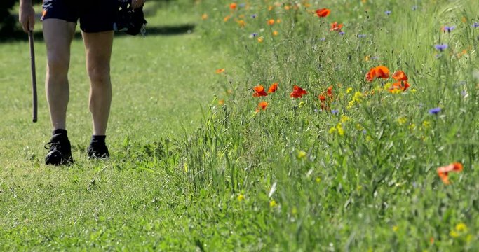 uomo cammina sul bordo di un campo fiorito