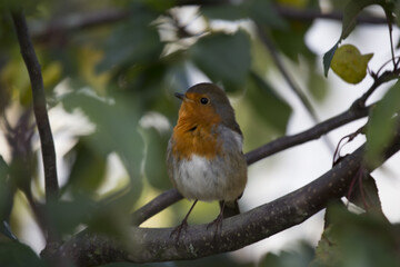 Robin Red Breast (Erithacus rubecula)