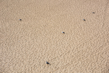 Seagulls in formation on the beach in Nazare
