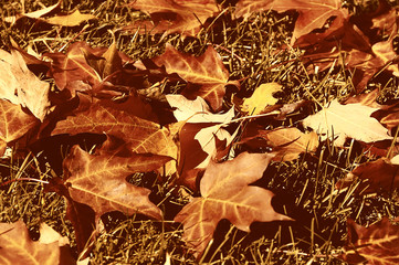 natural autumn background.  red maple leaf on  grass. Sunny day Vintage photo.
