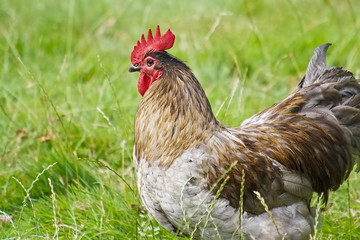 Freilaufender Hahn auf einer Wiese