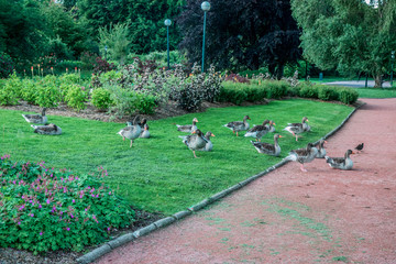 Les oies du Parc de la Tête d'Or à Lyon