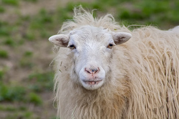 Portrait von einem Schaf