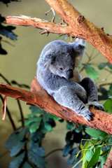 Baby Koala Bear