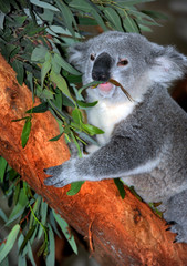 Bear Chews Eucalyptus