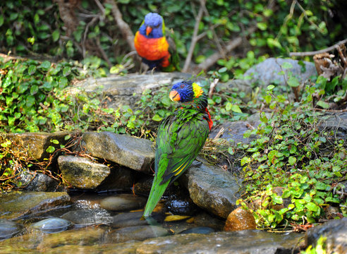 Bathing Lorikeet - Powered by Adobe