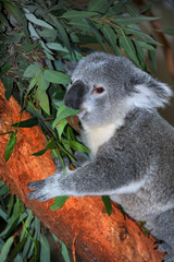 Chewing on Eucalyptus