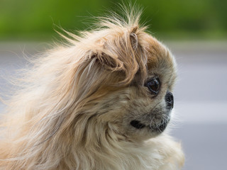 pekingese; pets; dog; cute dog