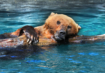 Naklejka premium Close up of Grizzly Bear