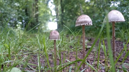 Drei Pilze in einer Reihe