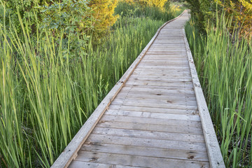 Obraz premium wooden boardwalk across swamp
