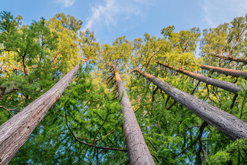Alignement de Cyprès chauves au bord du lac
