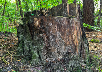 cut down decaying tree