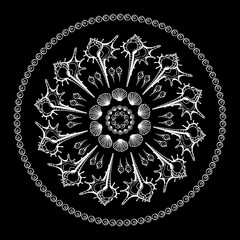 Sea Shells ornament.