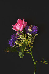 il mazzolino di fiori con la rosa e la veronica,su sfondo nero