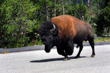 Amble down the Highway