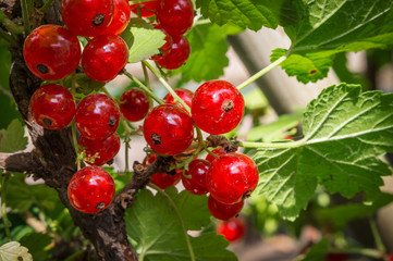 red currant