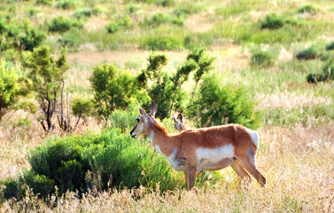 Antelope in Yellowstone