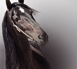 beautiful purebred Andalusian stallion at gradient  background.