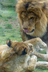 Lion and lioness playing. Closeup with lion and lioness playing