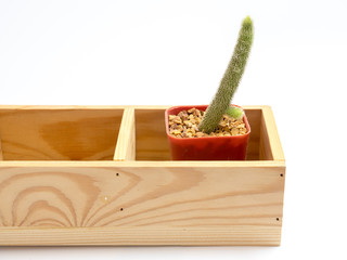 cactus in pot isolate on white background