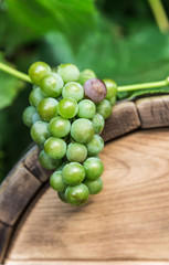 Grapes on a wooden barrel