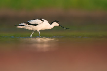Pied avocet (Recurvirostra avosetta)