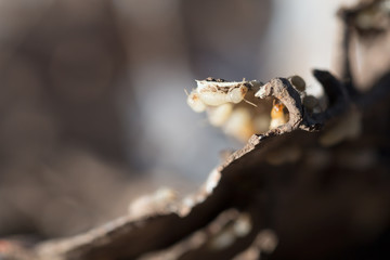 Book and scrap paper with termites damage,termites bite paper,an