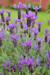 Jolies fleurs de lavande papillon dans un jardin en Bretagne