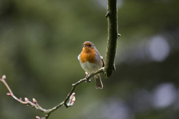 Robin Red Breast (Erithacus rubecula)