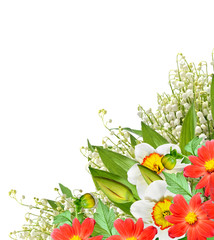 spring flowers narcissus isolated on white background