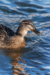 Female duck river pond water wave detail eye