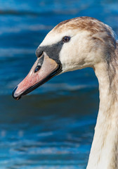 Swan young head detail eye beak blue background water river lake