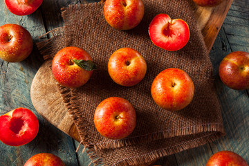 Raw Organic Dinosaur Egg Pluots