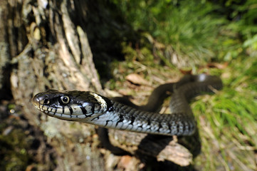 Barrenringelnatter / Ringelnatter (Natrix helvetica / Natrix natrix helvetica) - western grass snake