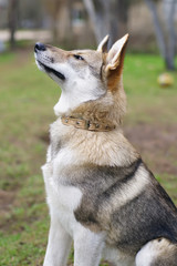 Naklejka na ściany i meble Young West Siberian Laika dog sitting outdoors in the garden