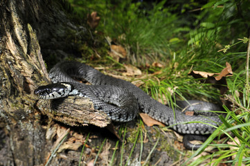 Barren-Ringelnatter (Natrix helvetica) - European Grass Snake