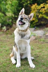 Young happy West Siberian Laika dog sitting outdoors in the garden