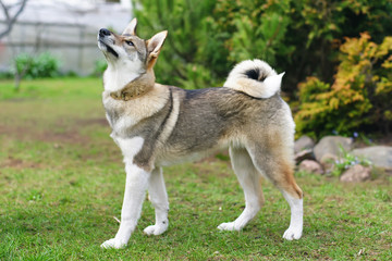 Young West Siberian Laika dog staying outdoors in the garden
