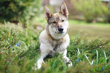 Fototapeta premium The portrait of a young West Siberian Laika dog lying outdoors on the grass