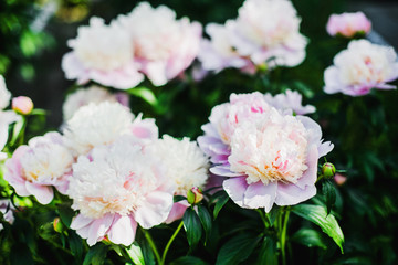 Fototapeta premium Colorful of pions artificial flowers background. Flower wallpapers.