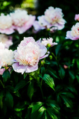 Fototapeta premium Colorful of pions artificial flowers background. Flower wallpapers.