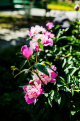 Obraz premium Colorful of pions artificial flowers background. Flower wallpapers.