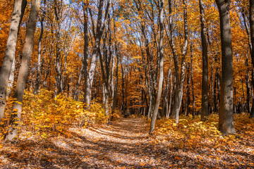 Obraz premium Fall park landscape